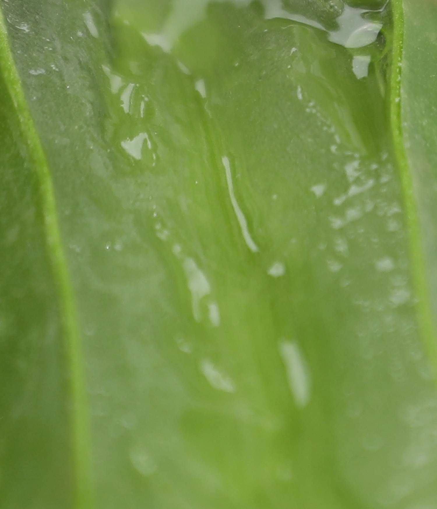 Masque hydratant gelée sublime + pinceau visage (offert)