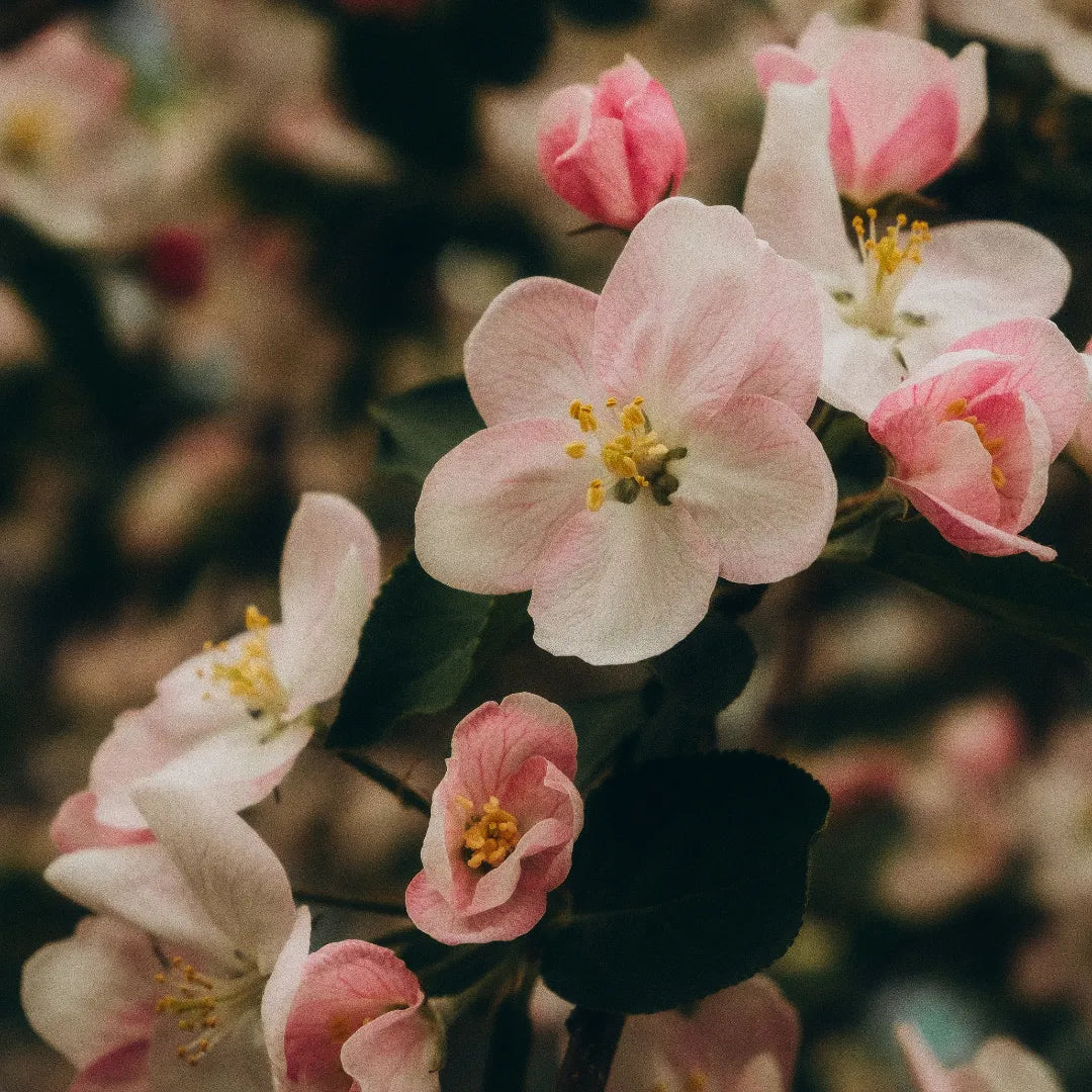 Floral