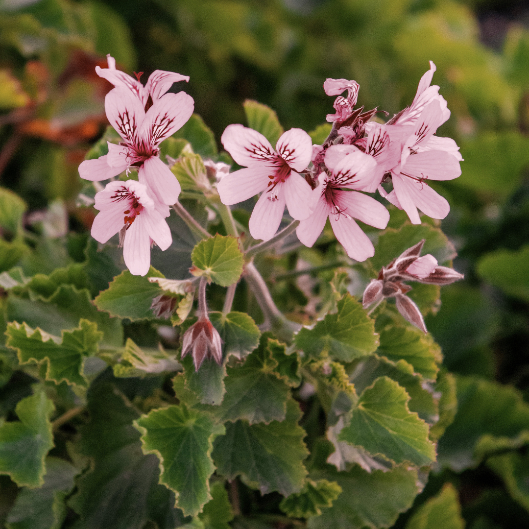 Ziegemilchseife Geranium
