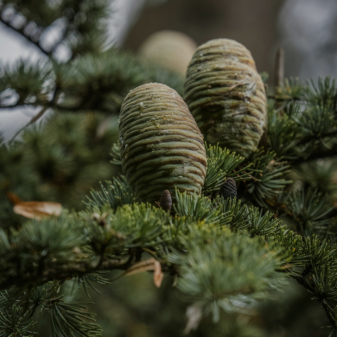 Synergies d'huiles essentielles GREEN FOREST – image produit 2