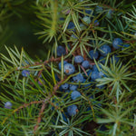 Synergies d'huiles essentielles GREEN FOREST – image produit 3